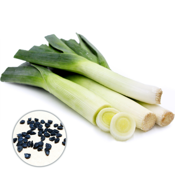 Leek-seed-Extract-2