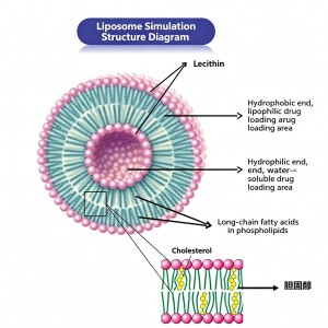 liposomal 04